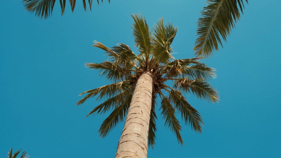 Palm tree against a clear blue sky representing summer vibes.