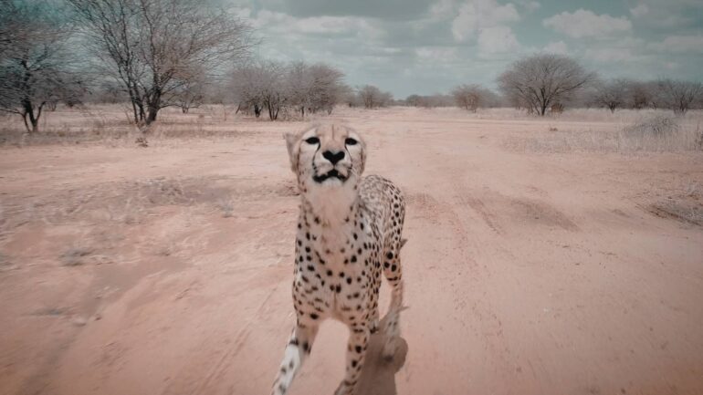 Cheetah in the wild running towards the camera, representing the wild energy and speed of DJ Prodigio's track "Can You Feel It".